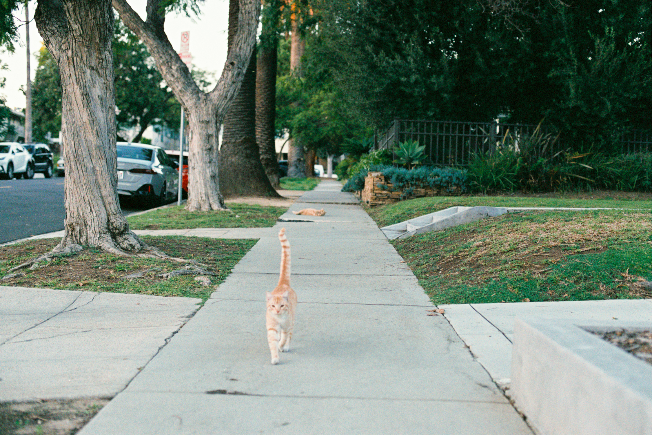 Cats on the prowl